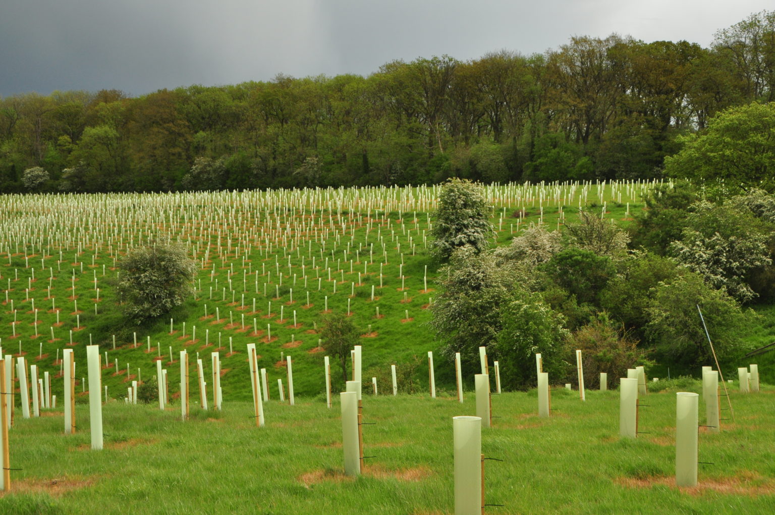 Regeneration and the Forest of Marston Vale - CPRE Bedfordshire