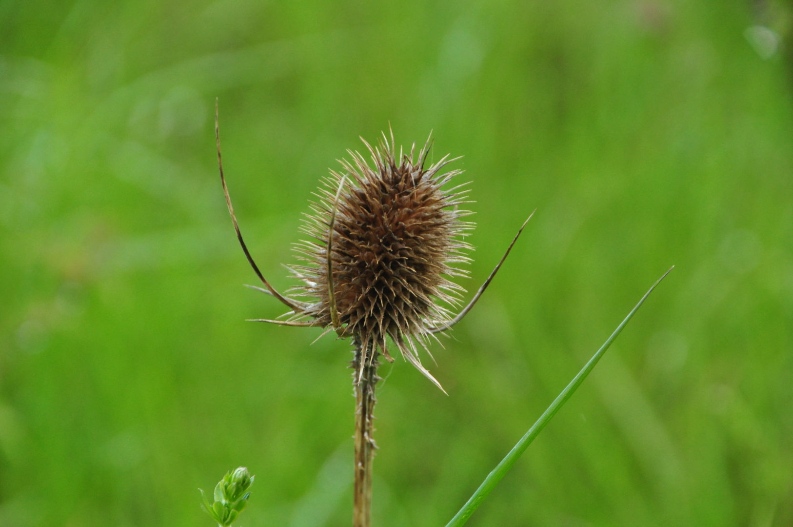 Photo essay - wildflowers and the Living Countryside Awards - CPRE ...